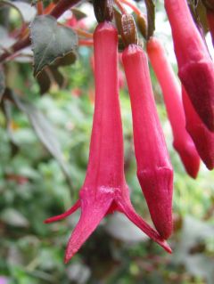 Fuchsienbild Steirerblut 03