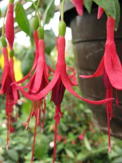 Fuchsienbild Stern von Gramsbusch 01