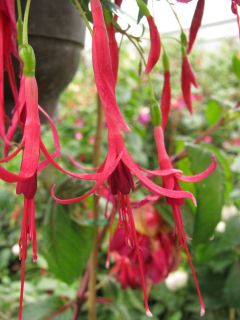 Fuchsienbild Stern von Gramsbusch 02