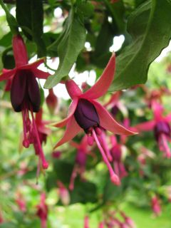 Fuchsienbild Straat Napier 01