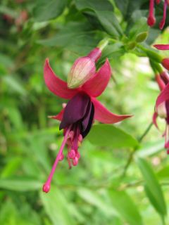 Fuchsienbild Straat Napier 02