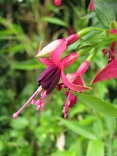 Fuchsienbild Straat Napier 03