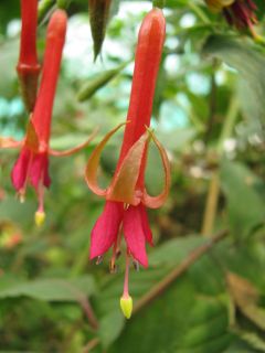 Fuchsienbild Straat Soenda 01