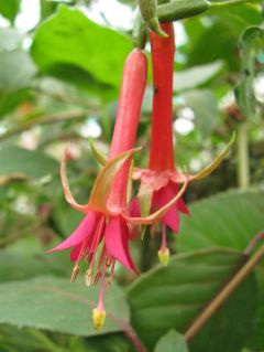 Fuchsienbild Straat Soenda 02