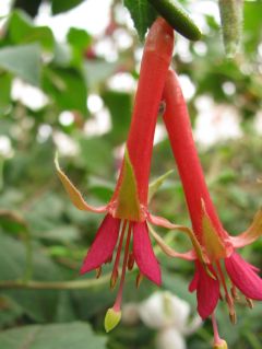 Fuchsienbild Straat Soenda 03