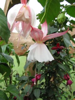 Fuchsienbild Strawberry Mousse 03