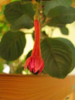 Fuchsienbild Strike The Viol 04