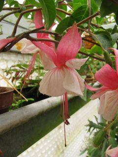 Fuchsienbild Stuttgarter Roessle 01