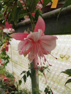 Fuchsienbild Stuttgarter Roessle 02