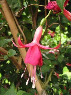 Fuchsienbild Sue 01