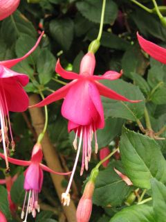 Fuchsienbild Sue 02