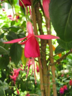 Fuchsienbild Sue 03