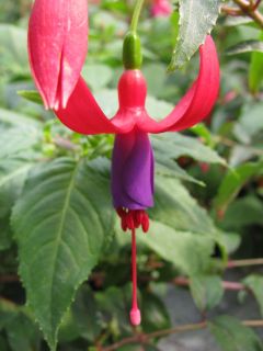 Fuchsienbild SunDancer 01