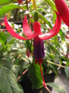 Fuchsienbild SunDancer 02