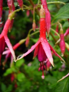 Fuchsienbild Suppenkaspar 01