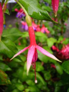 Fuchsienbild Suppenkaspar 02