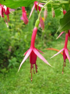 Fuchsienbild Suppenkaspar 03