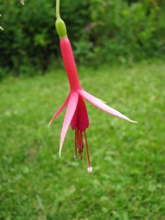 Fuchsienbild Suppenkaspar 04