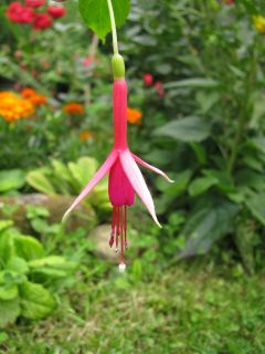 Fuchsienbild Suppenkaspar 05