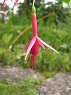 Fuchsienbild Suppenkaspar 06