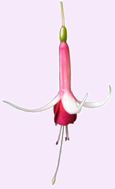 Fuchsienblüte