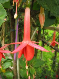 Fuchsienbild Swanley Yellow 01