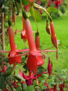 Fuchsienbild Swanley Yellow 03