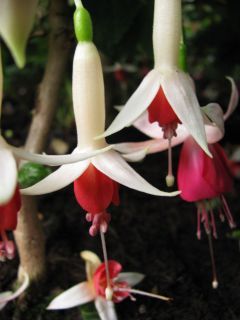 Fuchsienbild Sweetheart 01