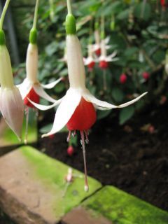 Fuchsienbild Sweetheart 02