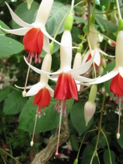 Fuchsienbild Sweetheart 03