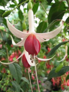 Fuchsienbild Sylvia Barker 01