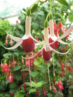 Fuchsienbild Sylvia Barker 02