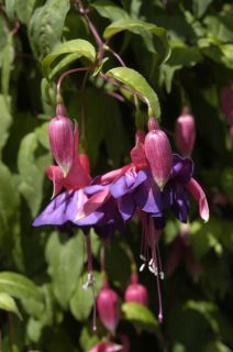 Fuchsia Taffeta Bow 01