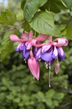 Fuchsia Taffeta Bow 02