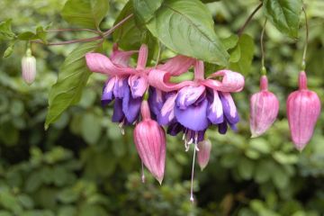 Fuchsia Taffeta Bow 04