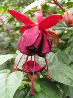 Fuchsia Tamerus Fitis 01