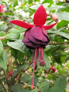 Fuchsia Tamerus Fitis 02