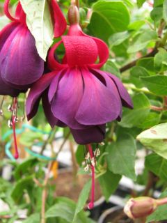 Fuchsia Tamerus Merel 01