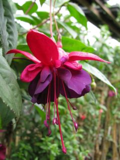 Fuchsia Tamerus Spreeuw 01