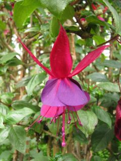 Fuchsia Tamerus Spreeuw 02