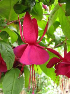 Fuchsia Tamerus Spreeuw 03