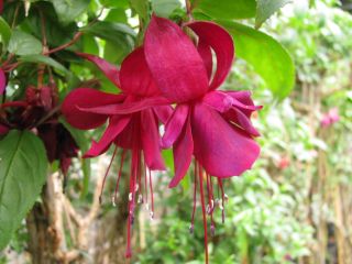 Fuchsia Tamerus Spreeuw 04