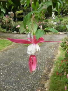 Fuchsia Texas Longhorn 01