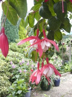 Fuchsia Texas Longhorn 02