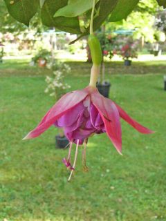 Fuchsia Texas Star 01