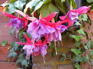 Fuchsia Texas Star 02