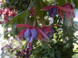 Fuchsia Texas Star 03