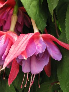 Fuchsia Texas Star 04