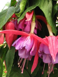 Fuchsia Texas Star 05