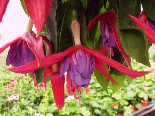 Fuchsia Texas Star 06